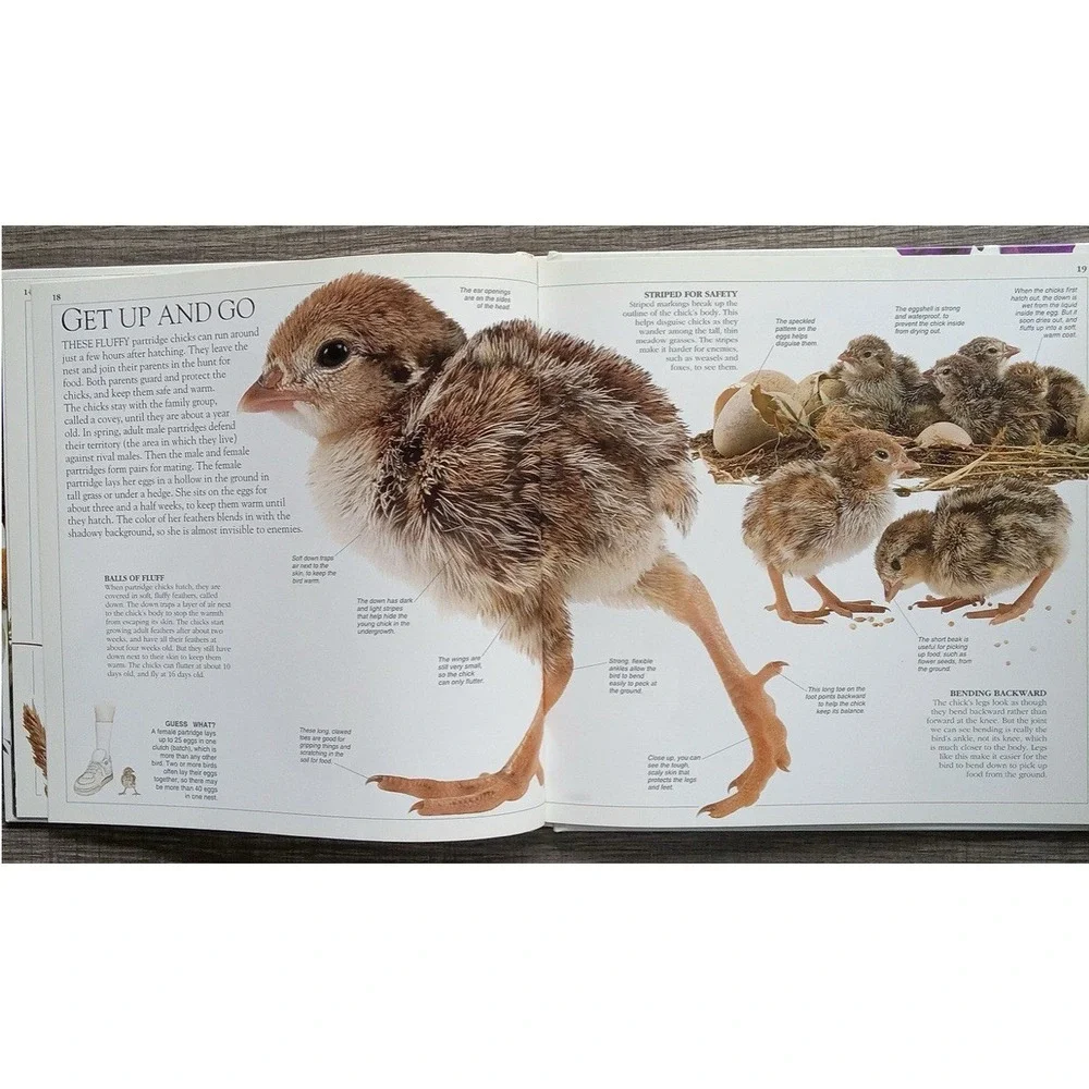 Meadow (Look Closer) Book By Barbara‎ Taylor Hardcover